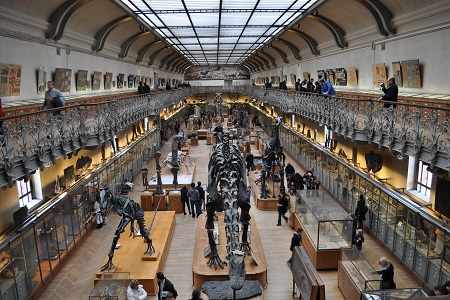 photo de la galerie de paleontologie