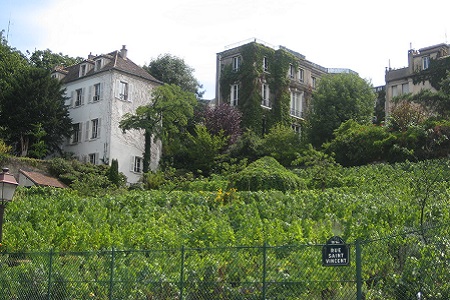 Les vignes de Montmartre