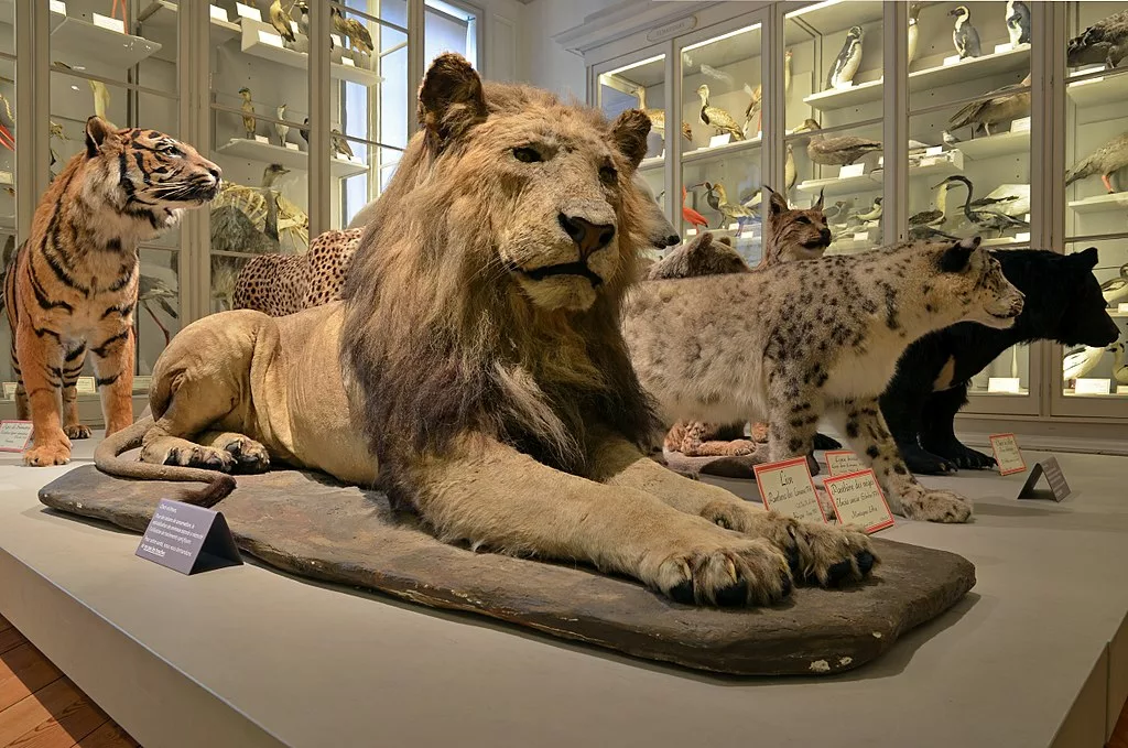 Musée d'histoire naturelle de La Rochelle