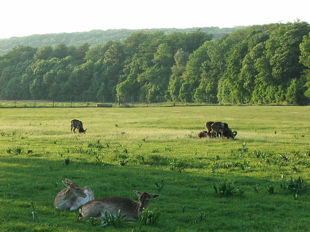 Lainzer Tiergarten Lainzer Tiergarten