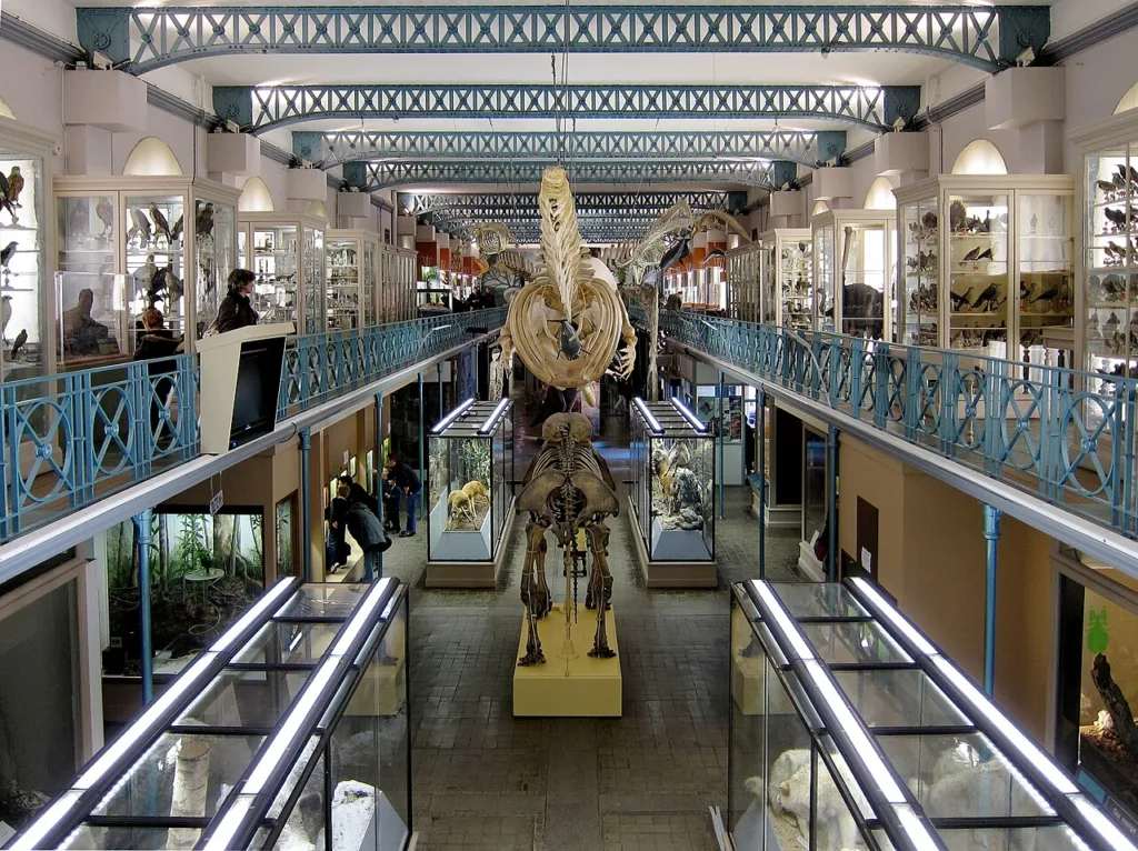 Musée histoire naturelle de Lille