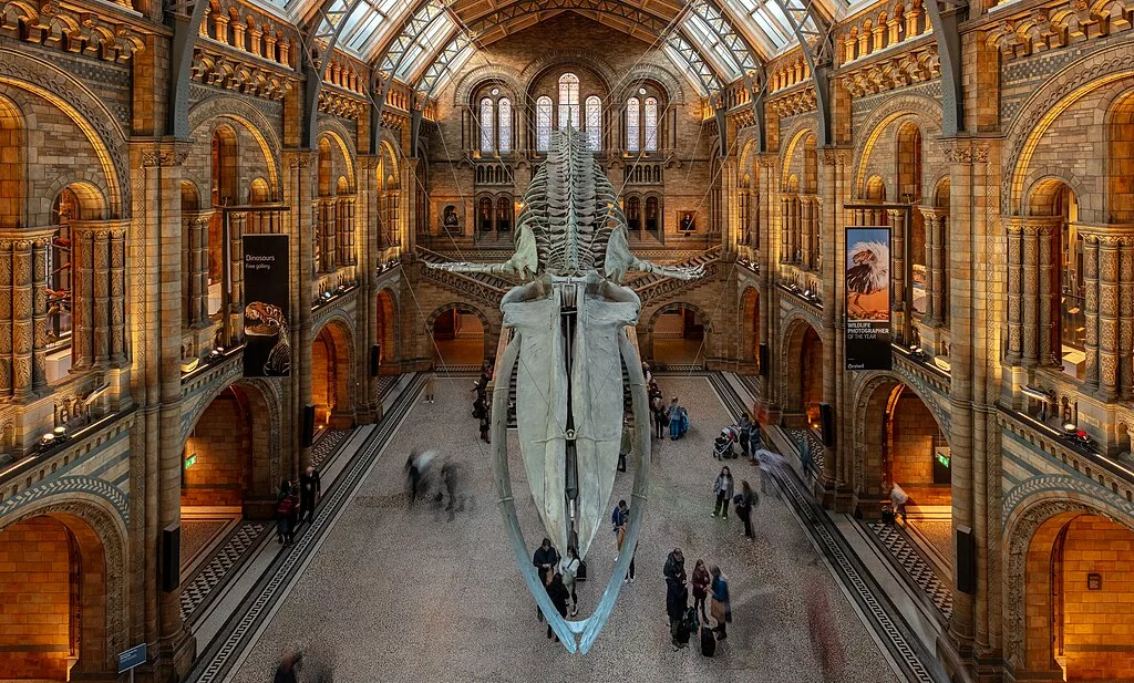 Le musée d'histoire naturelle