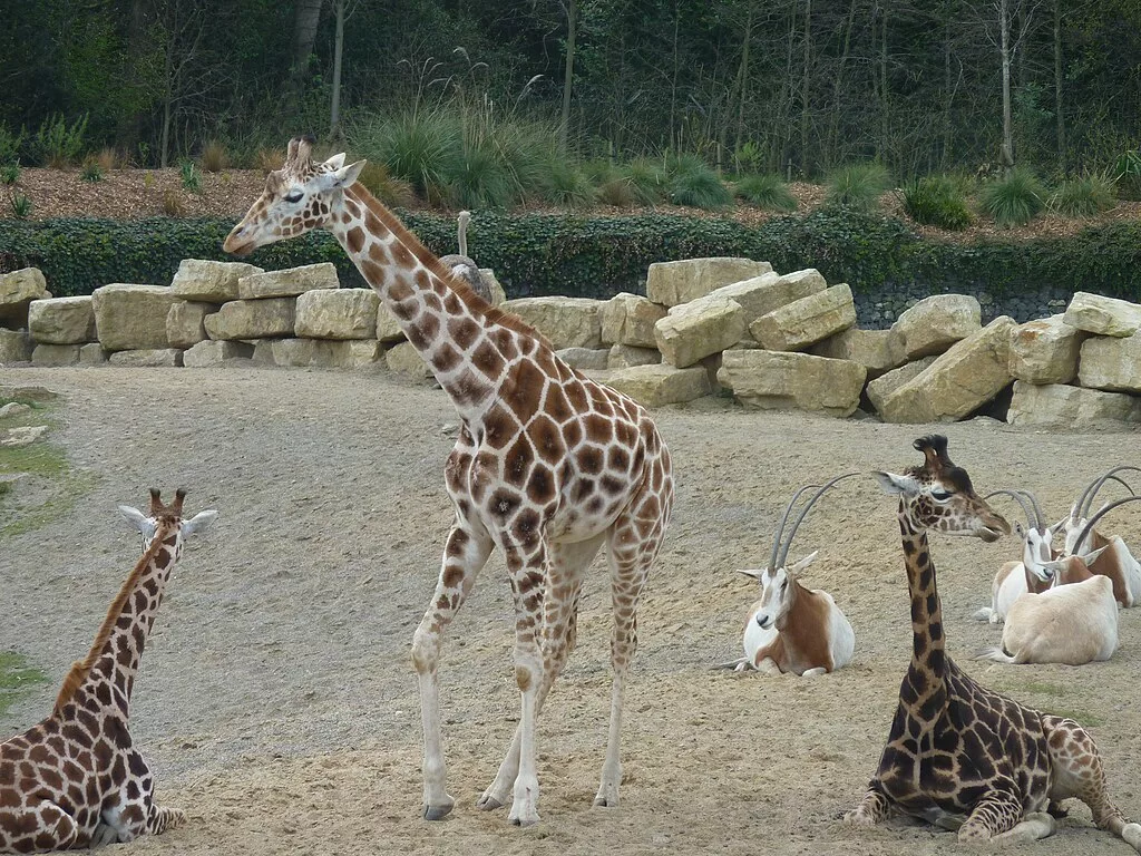 Dublin Zoo