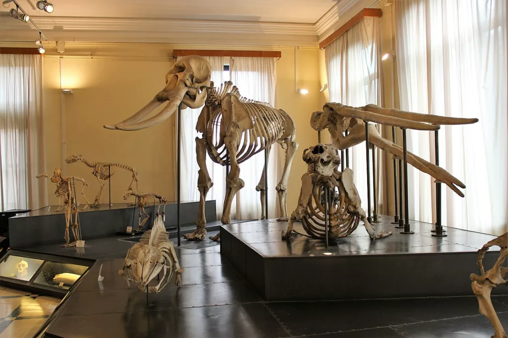 Museo Civico di Zoologia