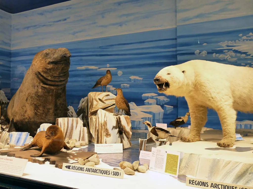 Le musée Zoologique de Strasbourg