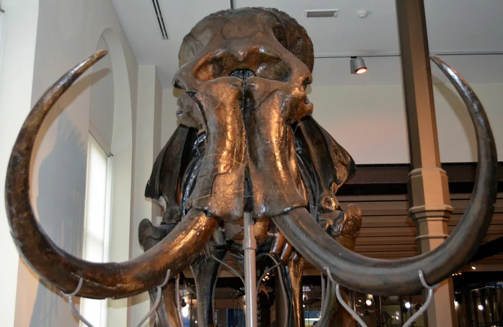 Le Royal Belgian Institute of Natural Sciences