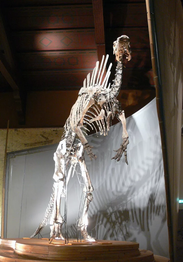 Le Musée d’Histoire Naturelle de Venise