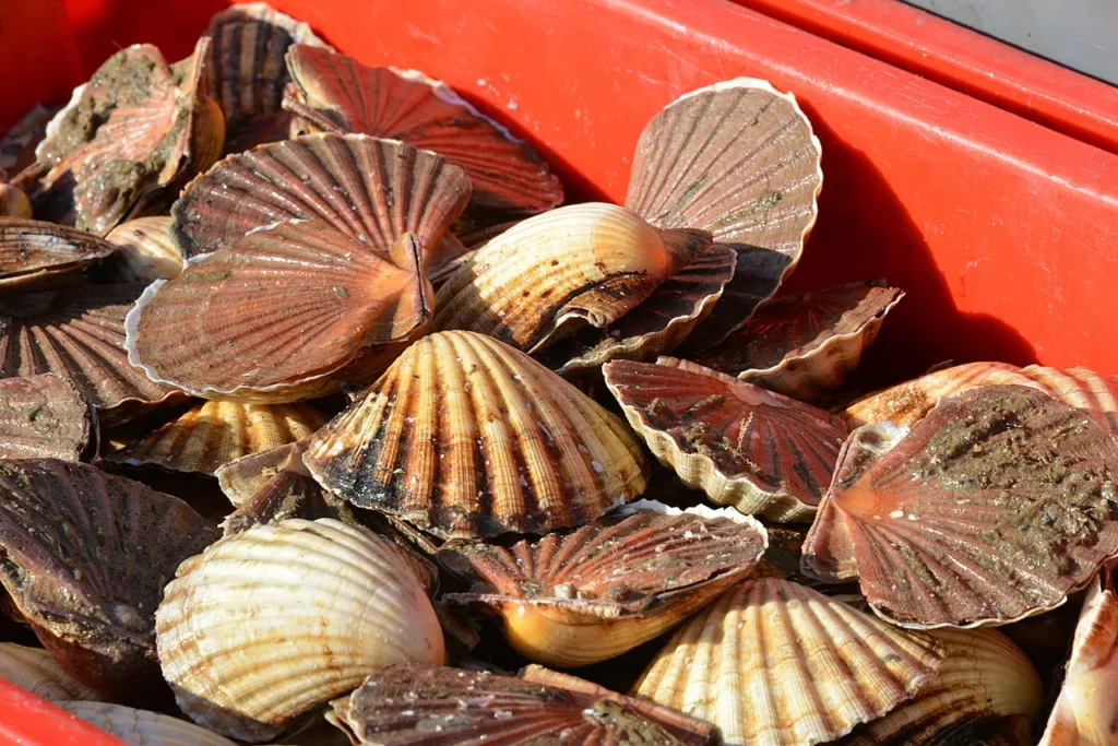 La coquille Saint-Jacques