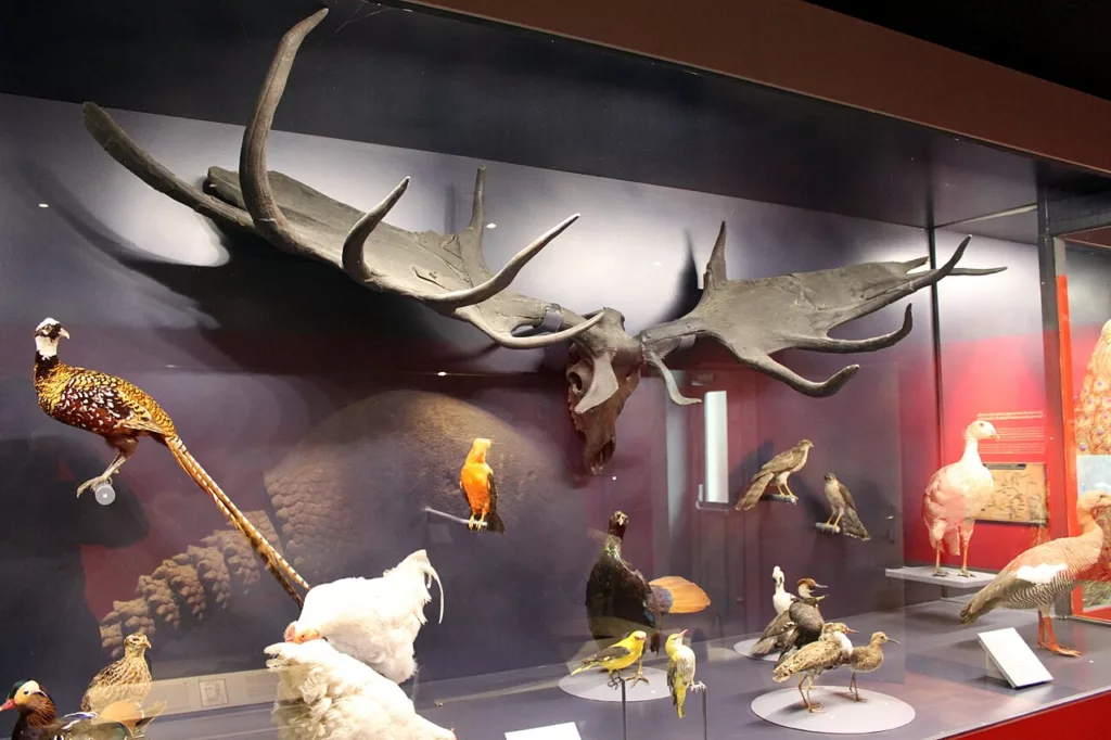 Muséum d'Histoire Naturelle