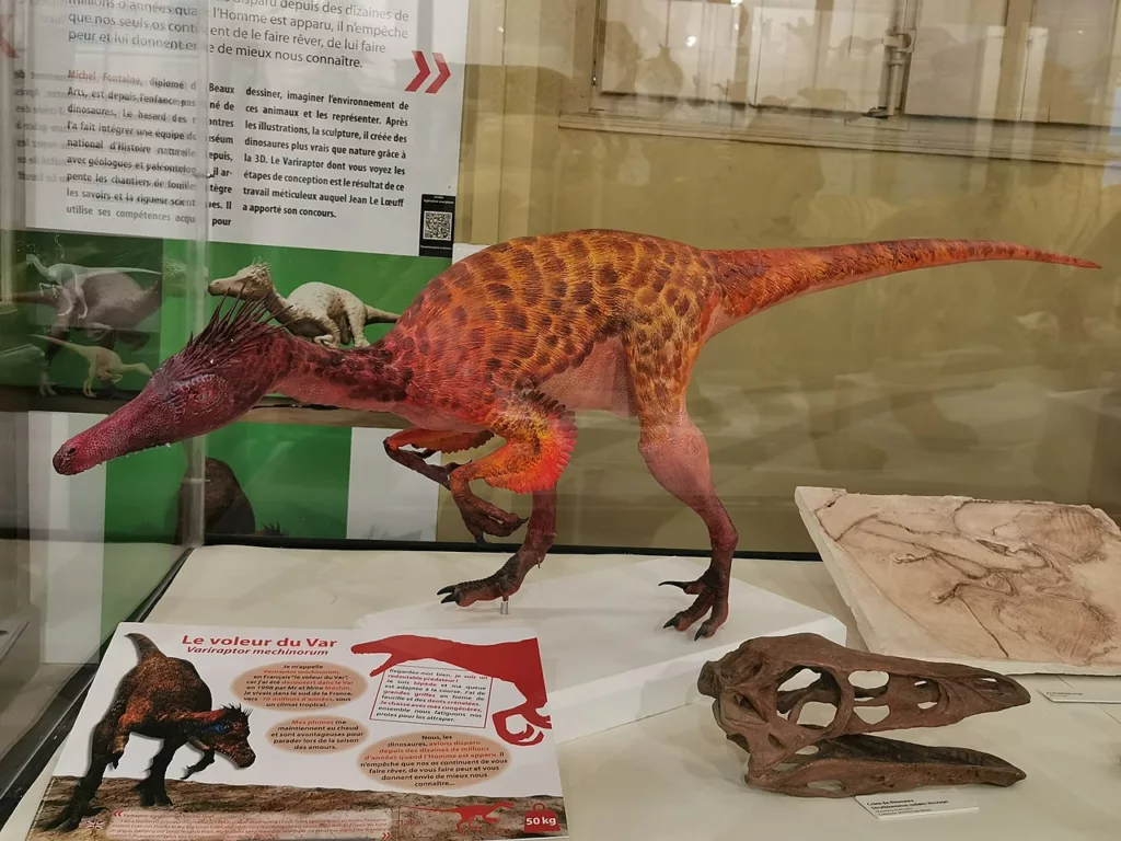 Musee d'Histoire Naturelle