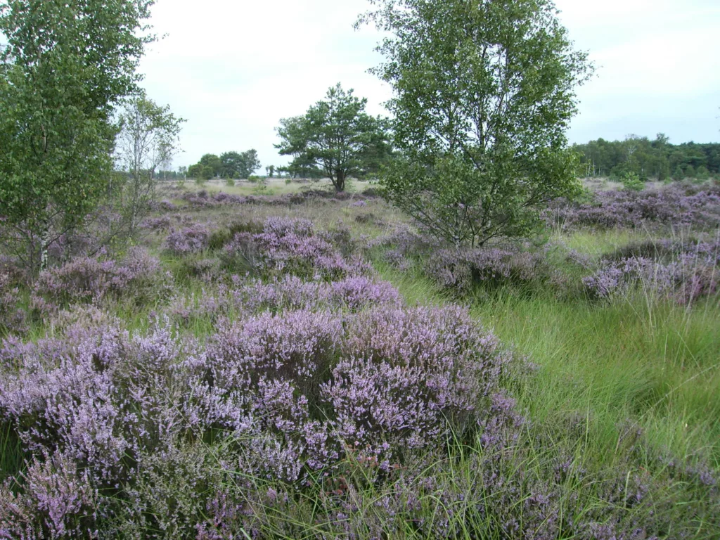 Grenspark Kalmthoutse Heide